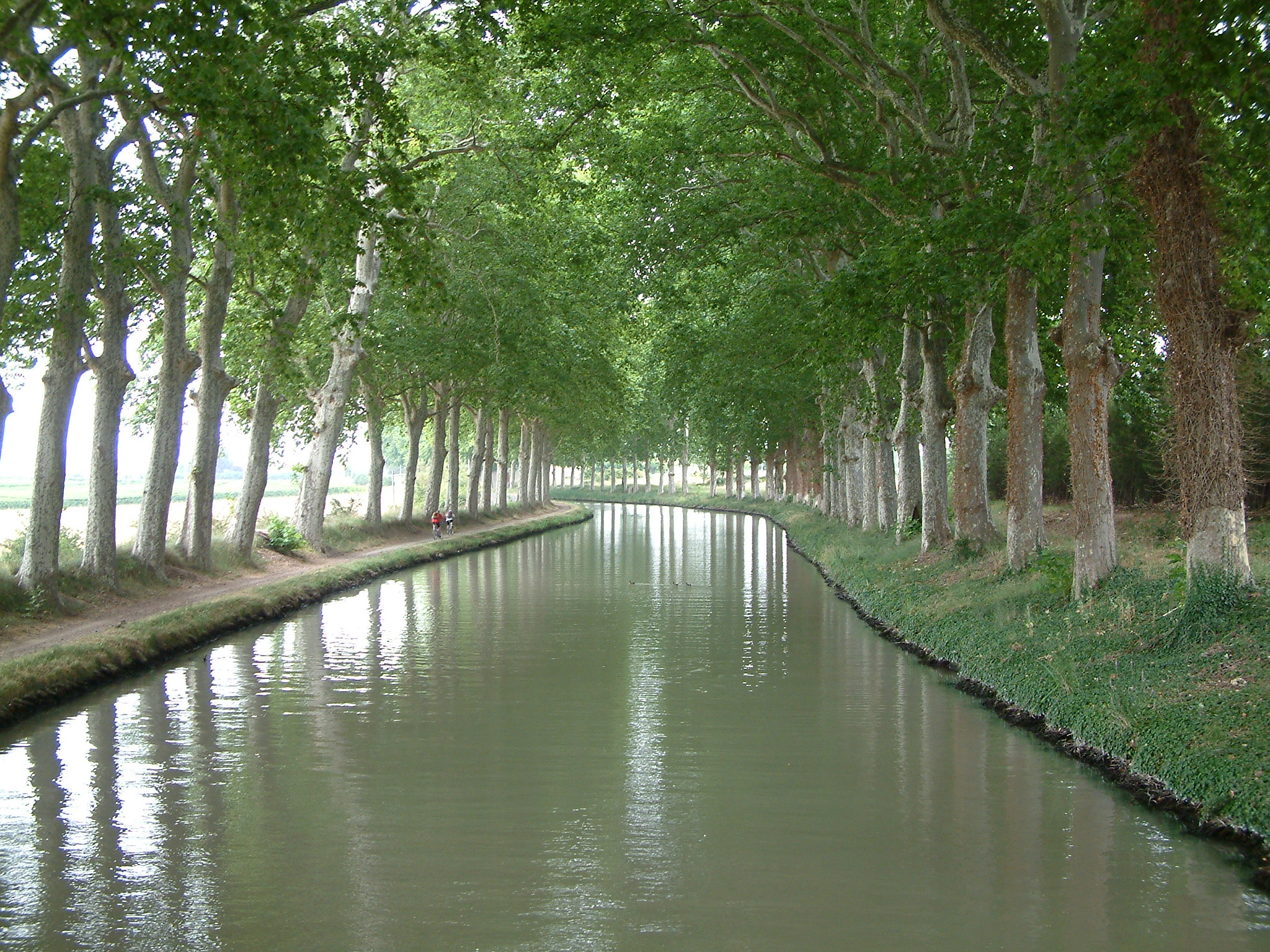 Photographie du canal du Midi bordé d’arbres, issue du site des Bateaux du Soleil ; vue générale du canal.